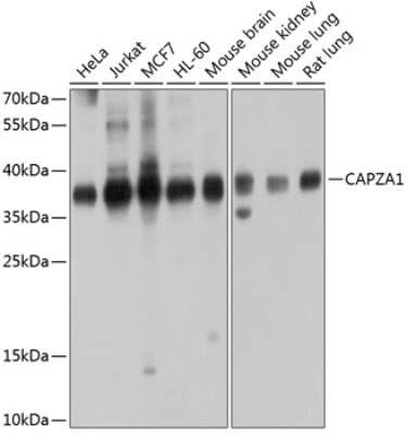 Western Blot: CAPZA1 AntibodyBSA Free [NBP2-92432]