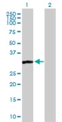 Western Blot: CAPZA3 Antibody [H00093661-B01P]