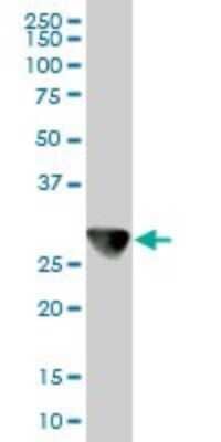 Western Blot: CAPZB Antibody (1H1) [H00000832-M02]