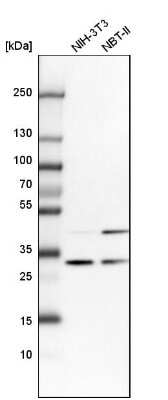 Western Blot: CAPZB Antibody [NBP1-85922]