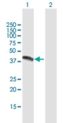 Western Blot: CAR/NR1I3 Antibody [H00009970-B01P]