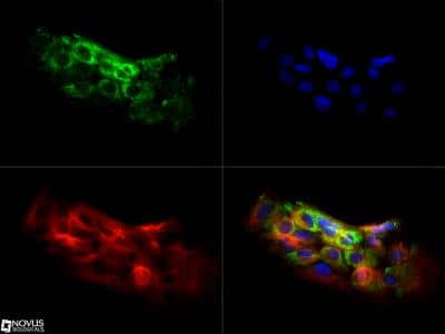 Immunocytochemistry/ Immunofluorescence: CARD12 Antibody - BSA Free [NBP1-78979]