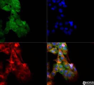 Immunocytochemistry/ Immunofluorescence: CARD12 Antibody - BSA Free [NBP1-78980]