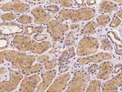 Immunohistochemistry-Paraffin: CARD12 Antibody [NBP2-98090]