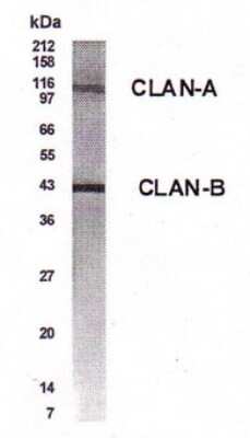 Western Blot: CARD12 AntibodyBSA Free [NB500-225]