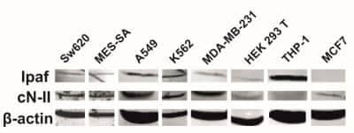 Western Blot: CARD12 AntibodyBSA Free [NB500-225]