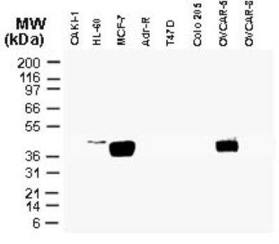 Western Blot: CARD8 Antibody [NB100-56181]