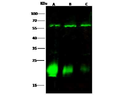 Western Blot: CARHSP1 Antibody [NBP3-00026]