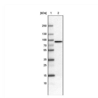 Western Blot: CARS Antibody (CL2302) [NBP2-36755]