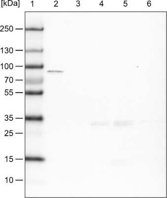 Western Blot: CARS Antibody (CL2302) [NBP2-36755]