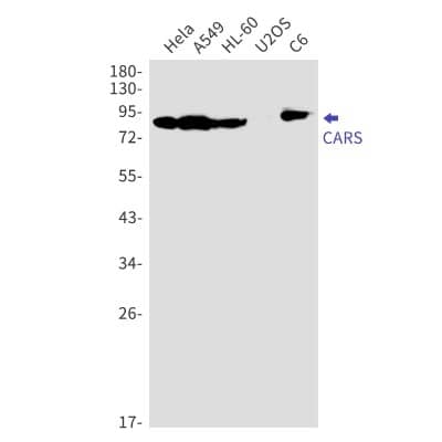 Western Blot: CARS Antibody (S01-7D4) [NBP3-19844]