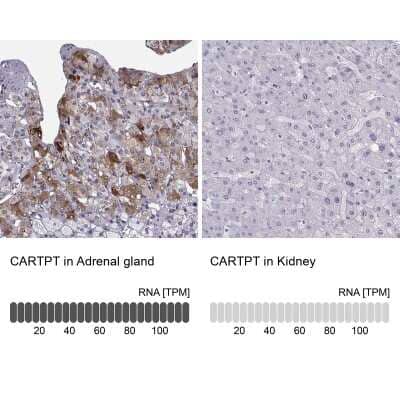 Immunohistochemistry-Paraffin: CART/CARTPT Antibody [NBP1-91749]