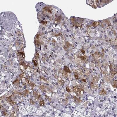 Immunohistochemistry-Paraffin: CART/CARTPT Antibody [NBP1-91749]