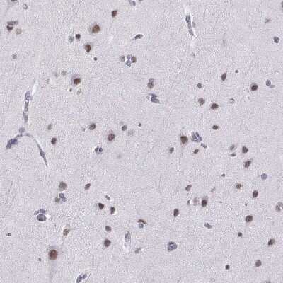 Immunohistochemistry-Paraffin: CART/CARTPT Antibody [NBP1-91749]