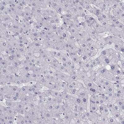 Immunohistochemistry-Paraffin: CART/CARTPT Antibody [NBP1-91749]