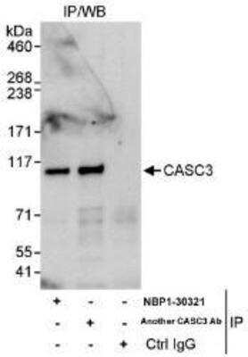 Immunoprecipitation: CASC3 Antibody [NBP1-30321]