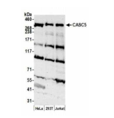 Western Blot: CASC5 Antibody [NB100-2586]