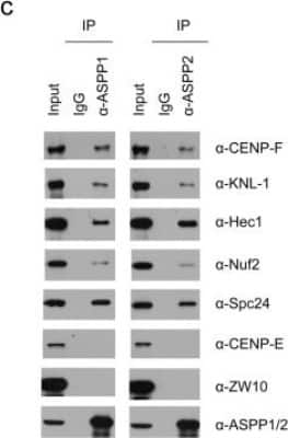 Western Blot: CASC5 Antibody [NB100-2586]