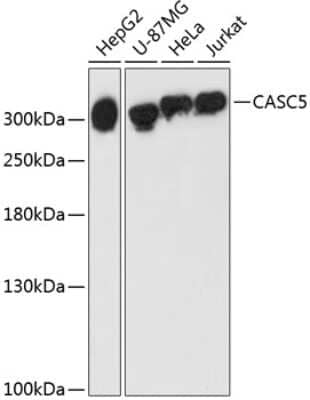 Western Blot: CASC5 AntibodyAzide and BSA Free [NBP2-92855]