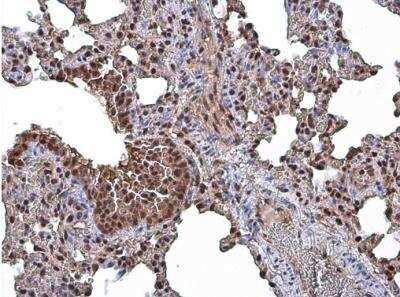 Immunohistochemistry-Paraffin: CASK Antibody [NBP2-15710]