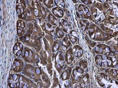 Immunohistochemistry-Paraffin: CASK Antibody [NBP3-13185]