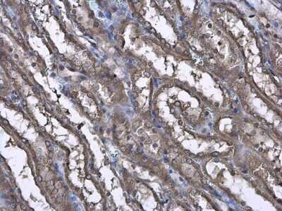 Immunohistochemistry-Paraffin: CASK Antibody [NBP3-13185]