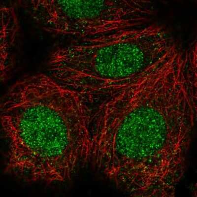 Immunocytochemistry/ Immunofluorescence: CASK Interacting Protein 1 Antibody [NBP2-30414]