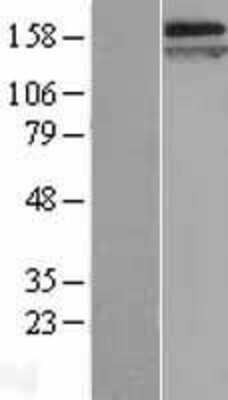 Western Blot: Caspr1 Overexpression Lysate [NBL1-09337]