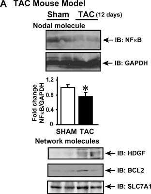 Western Blot: CAT1 Antibody (2B9) [H00006541-M02]