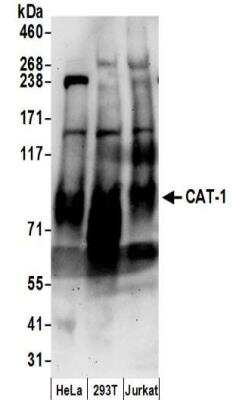 Western Blot: CAT1 Antibody [NBP2-32271]