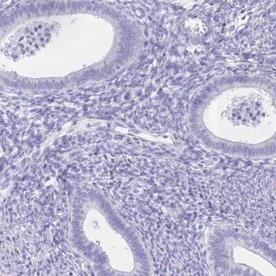 Immunohistochemistry-Paraffin: CATSPER4 Antibody [NBP1-91751]