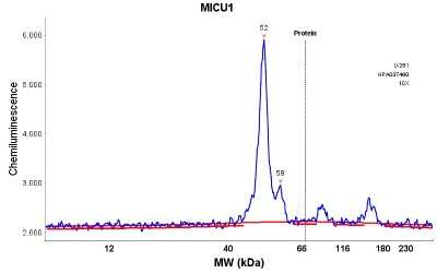 Simple Western: CBARA1 Antibody [NBP1-86663]