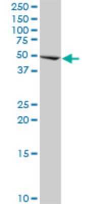 Western Blot: CBF1-interacting corepressor Antibody (2E11) [H00009541-M01]