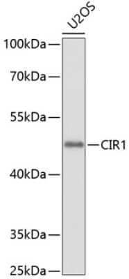 Western Blot: CBF1-interacting corepressor AntibodyBSA Free [NBP2-92001]