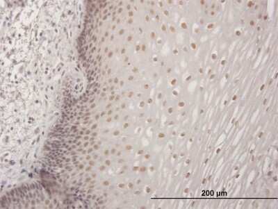 Immunohistochemistry-Paraffin: CBFA2T3 Antibody [H00000863-B01P]