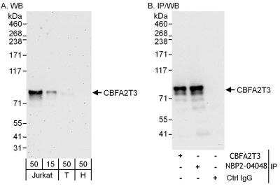 Immunoprecipitation: CBFA2T3 Antibody [NBP2-04048]