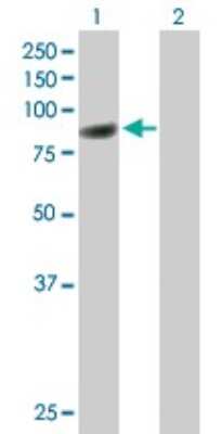 Western Blot: CBFA2T3 Antibody [H00000863-B01P]