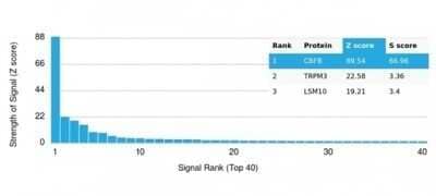 Protein Array: CBFB Antibody (PCRP-CBFB-1E6) - Azide and BSA Free [NBP3-14059]