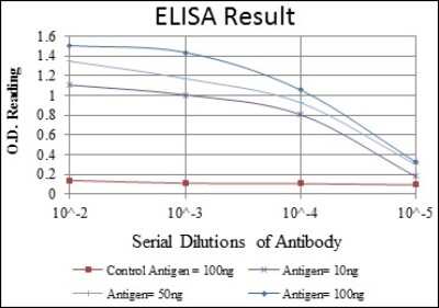 ELISA: CBL Antibody (3B12) - BSA Free [NBP2-37574]