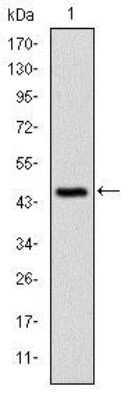 Western Blot: CBL Antibody (3B12)BSA Free [NBP2-37574]