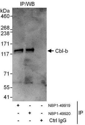 Immunoprecipitation: CBLB Antibody [NBP1-49919]