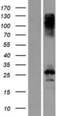 Western Blot: CBLN3 Overexpression Lysate [NBP2-08532]