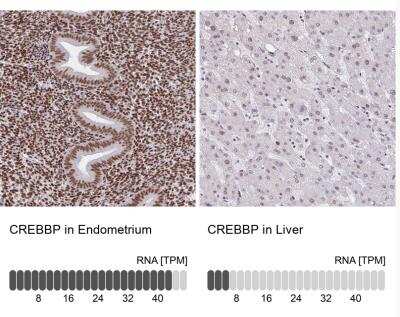 Immunohistochemistry-Paraffin: CBP/KAT3A Antibody [NBP2-38774]