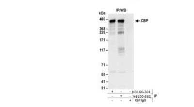 Immunoprecipitation: CBP/KAT3A Antibody [NB100-381]