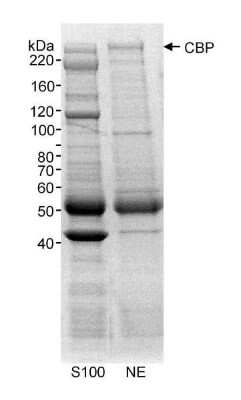 Immunoprecipitation: CBP/KAT3A Antibody [NB100-382]