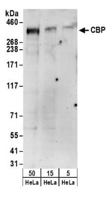 Western Blot: CBP/KAT3A Antibody [NB100-381]