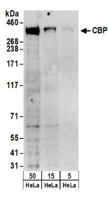 Western Blot: CBP/KAT3A Antibody [NB100-382]