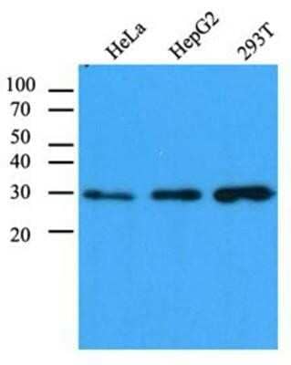 Western Blot: CBR1 Antibody (4E12)BSA Free [NBP1-74041]