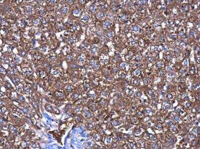 Immunohistochemistry-Paraffin: CBS Antibody (519) [NBP2-43604]