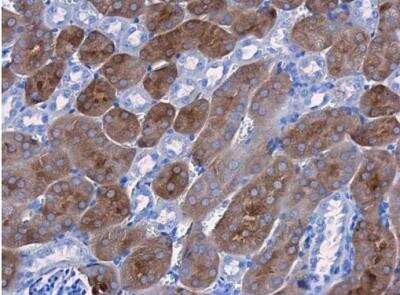 Immunohistochemistry-Paraffin: CBS Antibody (519) [NBP2-43604]